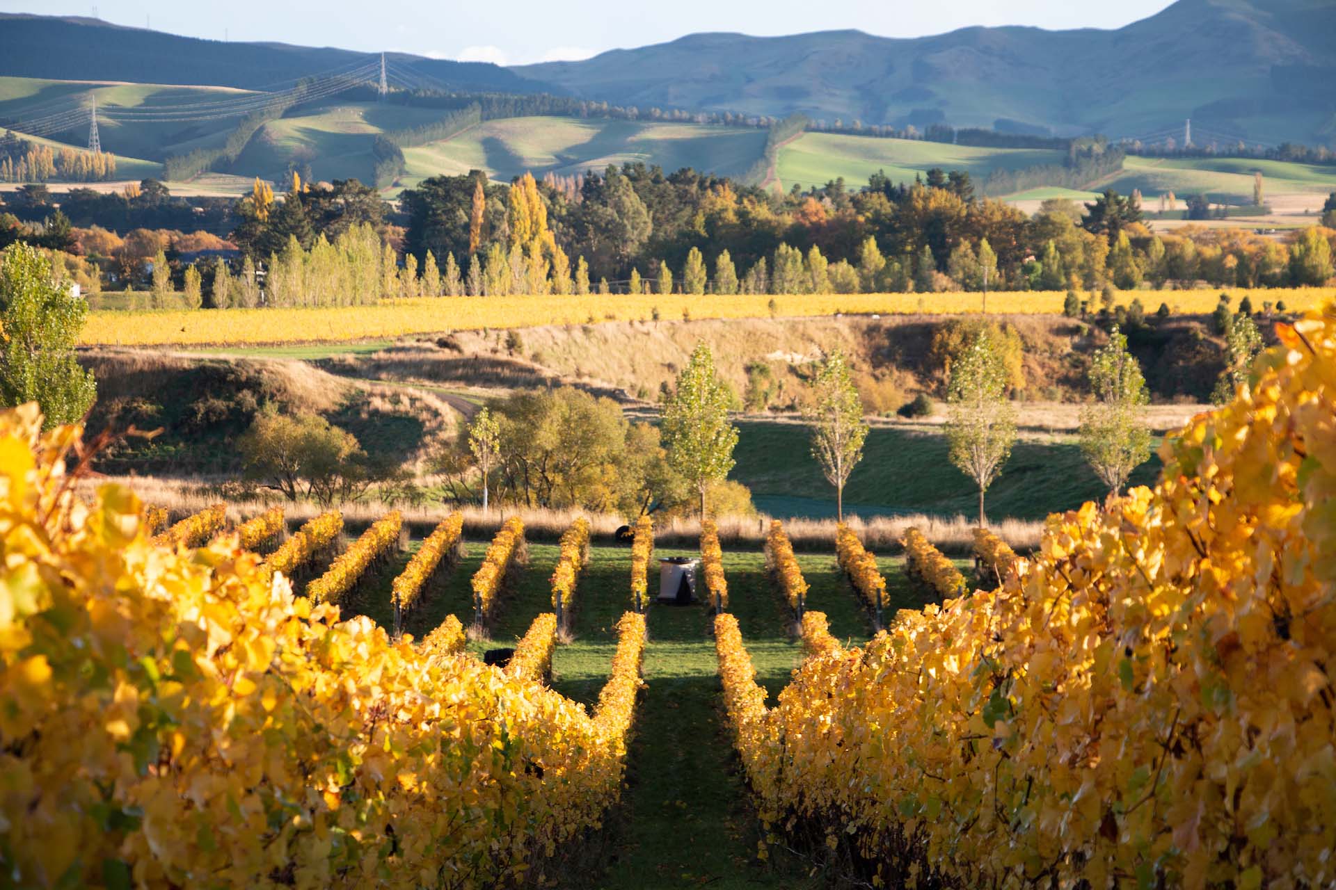 Autumnal View Overlooking the Concrete Vineyard Fermenter