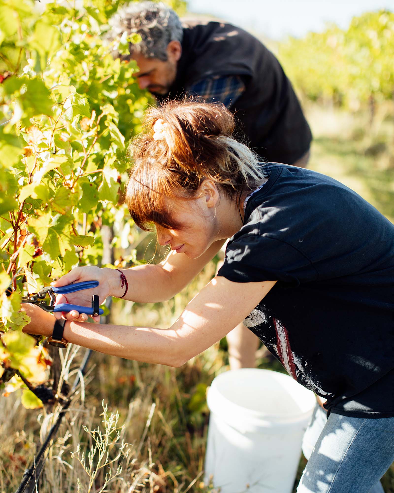 A man and woman pruning vines in a vineyard. 