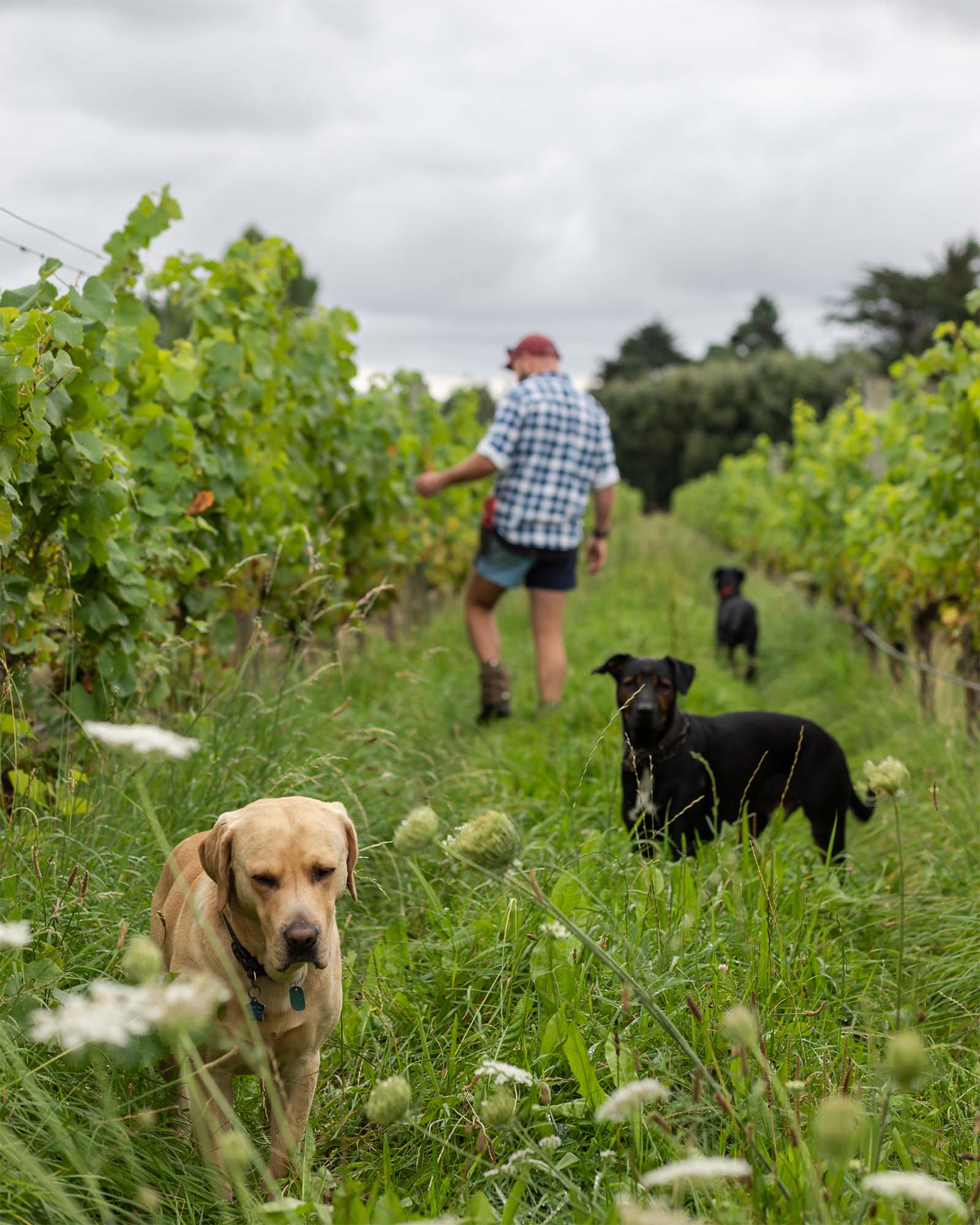 A man surrounded by three dogs that accompany him while he inspects grapevines. 