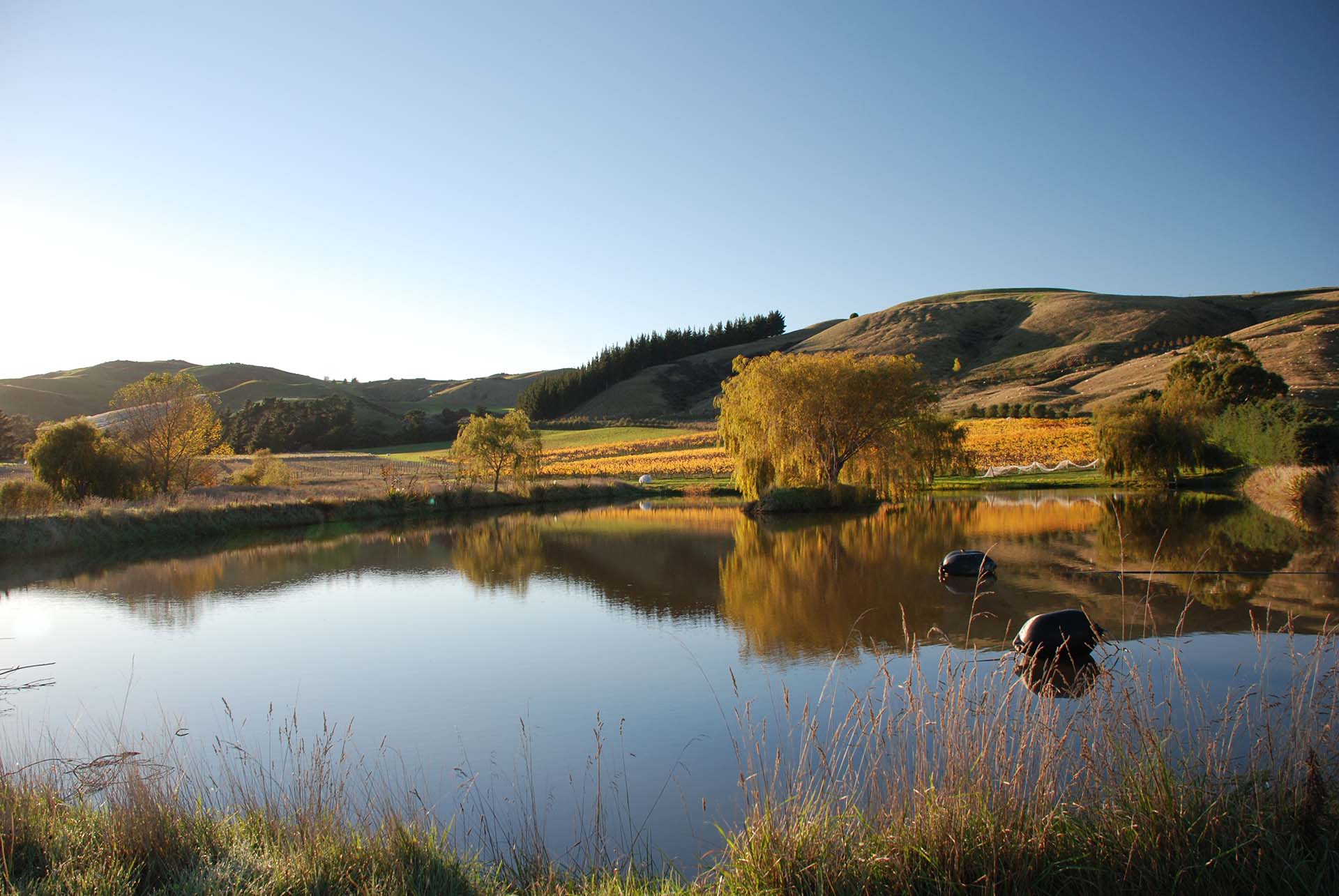 A landscape photo with a lake at the forefront, willow trees along the waterline, and sprawling hills in the background. 