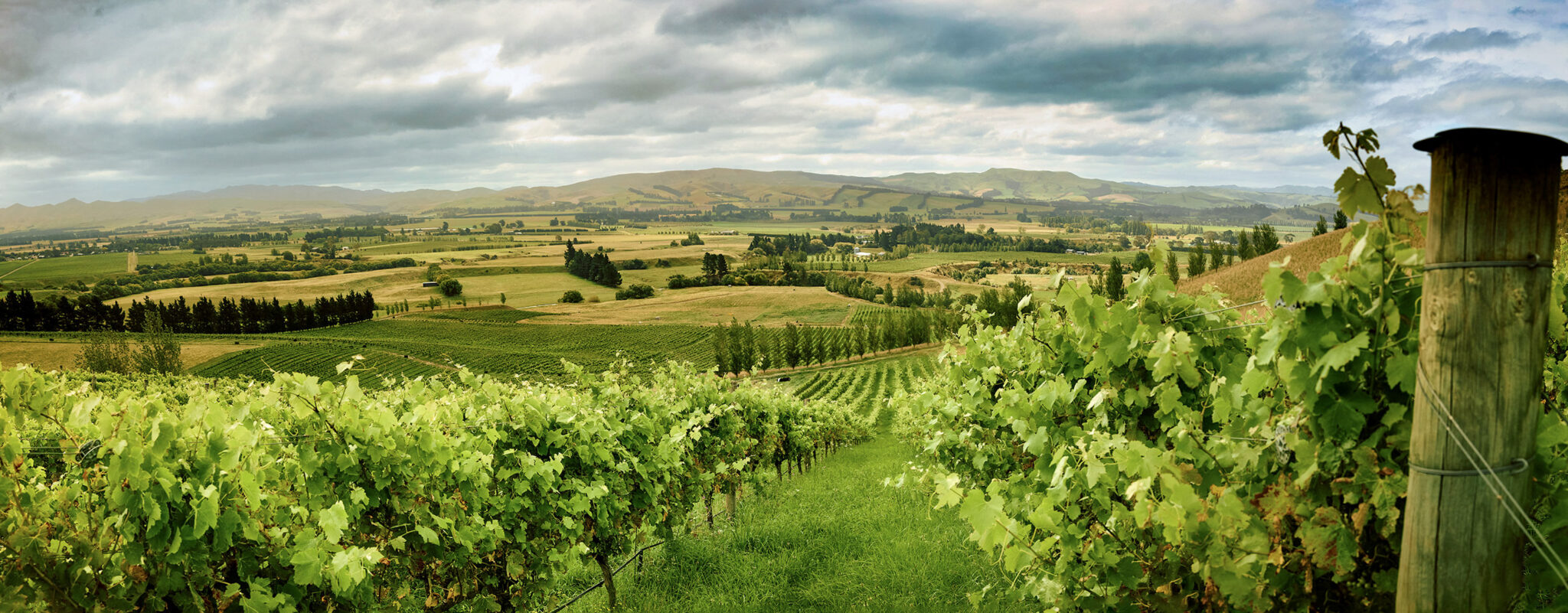 "Expansive vineyard views showcasing the beauty of New Zealands, Waipara valley wine country, where rolling vines meet the horizon."